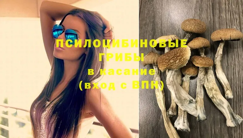 где можно купить   Исилькуль  Псилоцибиновые грибы Psilocybe 